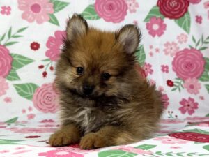 Petland Batavia, Illinois Pomeranian puppy available