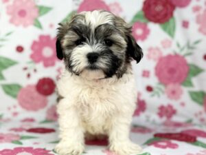 Teddy Bear – 23902