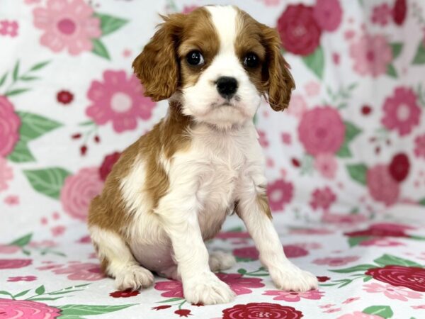 [#23901] Shamrock - Blenheim Male Cavalier King Charles Spaniel Puppies for Sale