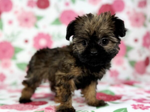 [#23900] Clover - Red Female Shorkie Puppies for Sale