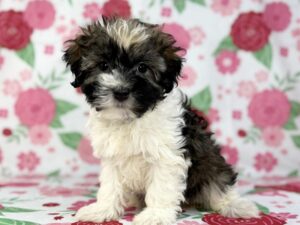 Petland Batavia, Illinois Havanese puppy available