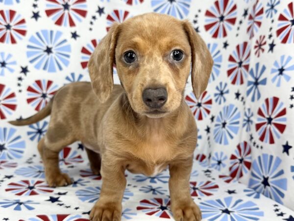 [#24125] Bo Peep - Chocolate Dapple Female Dachshund Puppies for Sale