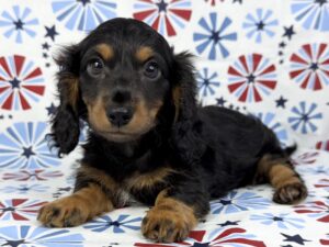 Petland Batavia, Illinois Dachshund puppy available