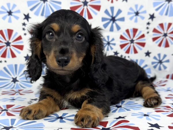 [#24129] Woody - Black & Tan Male Dachshund Puppies for Sale