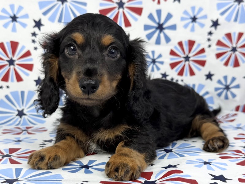 Dachshund in Yorkville, IL