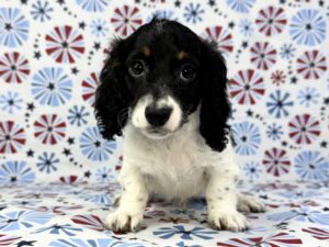 Petland Batavia, Illinois Dachshund puppy available
