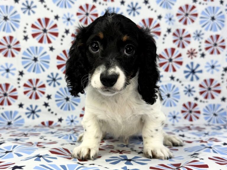 チーキー・リトル・パピィー ボネットを被ったダルメシアンのチーキー 白黒斑点 Puppy Photo Gallery – Petland Batavia, Illinois