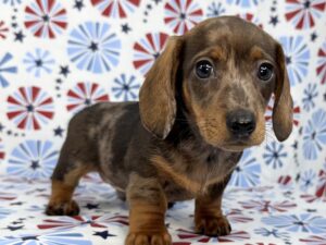 Dachshund – 24126
