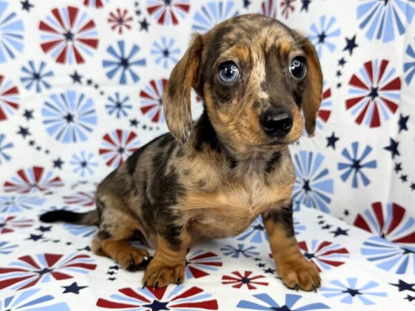 [#24127] Mrs Potato Head - Chocolate Dapple Female Dachshund Puppies for Sale