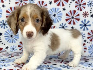 Dachshund – 24130