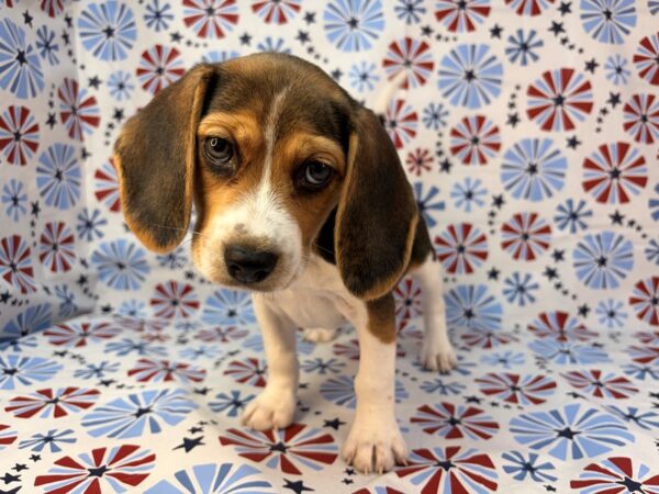 [#24134] Bailey - Black White and Tan Female Beagle Puppies for Sale