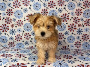 Petland Batavia, Illinois Morkie puppy available