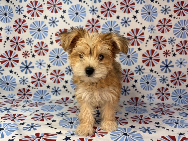 [#24137] Evan - Gold Male Morkie Puppies for Sale