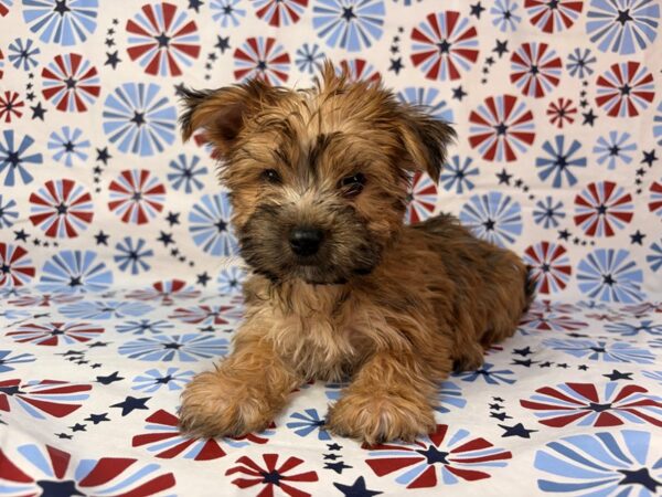 [#24136] Seth - Gold Male Morkie Puppies for Sale