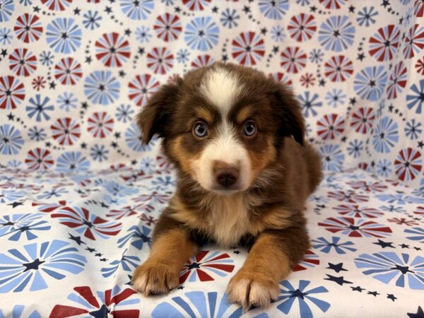 [#24141] Pudding - Red and Tan Female Toy Australian Shepherd Puppies for Sale
