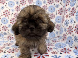 Petland Batavia, Illinois Shih Tzu puppy available