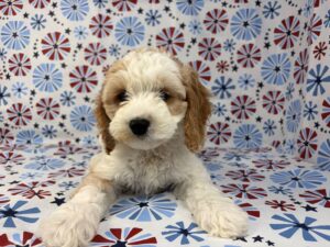 Cockapoo – 24135