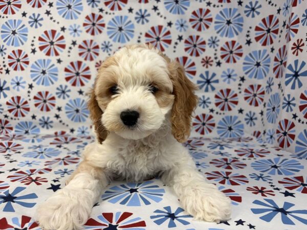 [#24135] Darla - White and Apricot Female Cockapoo Puppies for Sale