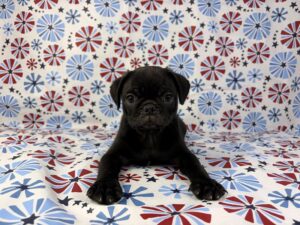 Petland Batavia, Illinois Pug puppy available