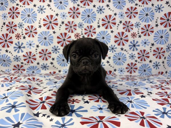 [#24138] Luke - Black Male Pug Puppies for Sale