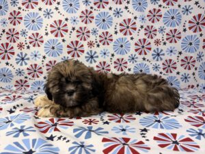 Petland Batavia, Illinois Lhasa Apso puppy available