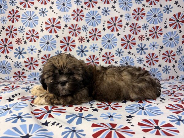 [#24142] Piper - Red Gold Female Lhasa Apso Puppies for Sale