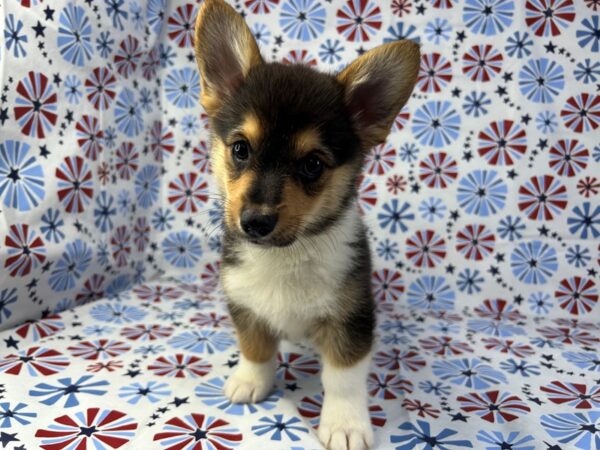 [#24139] Holly - Black and Tan Female Pembroke Welsh Corgi Puppies for Sale