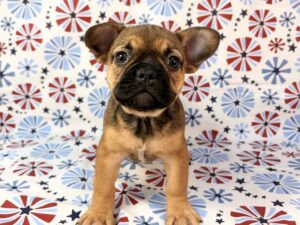 Petland Batavia, Illinois French Bulldog puppy available