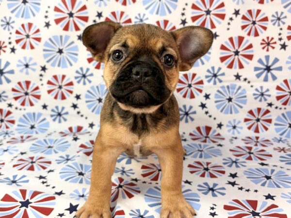 [#24144] Autumn - Red Female French Bulldog Puppies for Sale