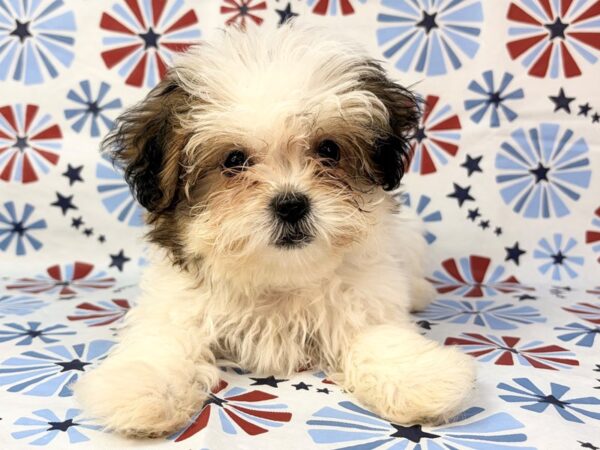 [#24143] Lana - Red and White Female Teddy Bear Puppies for Sale
